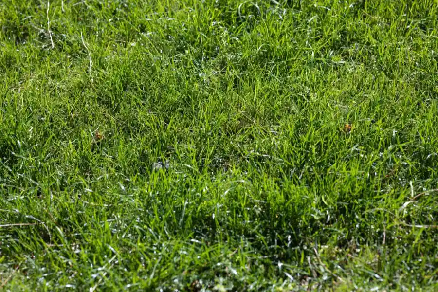 Freshly laid sod rooting into prepped soil in a Laredo, TX backyard