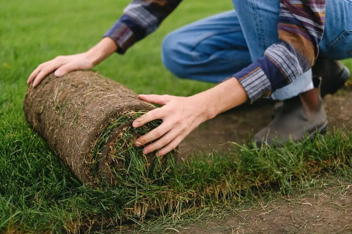 sod installation project in Laredo, TX — 4