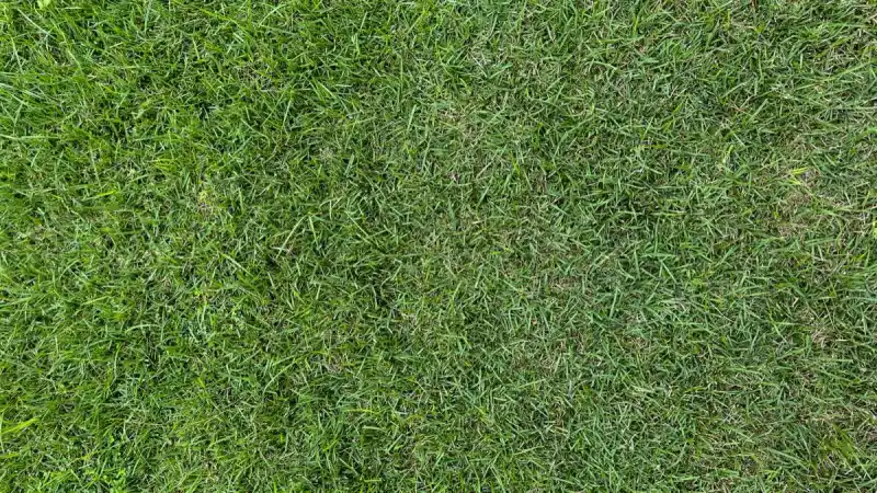 Fresh sod being laid on a prepped lawn in Laredo, TX during early fall
